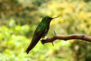 A Hummingbird or Trochilinae in a branch. The Cocora valley. Colombia