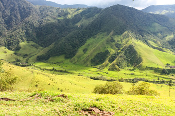 Obraz premium Cocora Valley, which is nestled between the mountains of the Cordillera Central in Colombia.