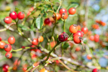 Wild briar rose, dog rose. Red Rose Hip branch. Nature. For tee, food and medicine. Rose hip branch in Scotland.