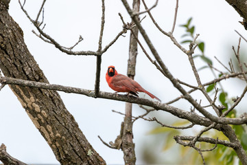 Northern Cardinal Male hunting from tree branch