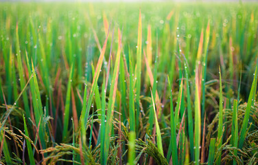 Obraz premium Water droplets on the tall green paddy plant in early winter morning