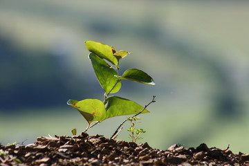 young plant growing out of soil
