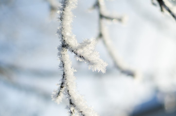 tree branch in the frost in the winter orchard