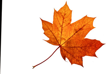 Herbstblatt Freisteller