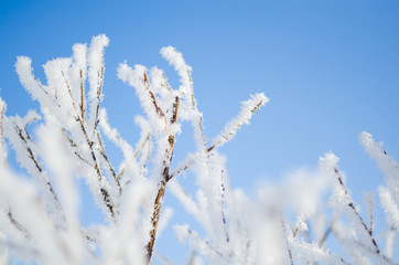 branches of a fruit tree in the frost in the winter orchard against the blue sky
