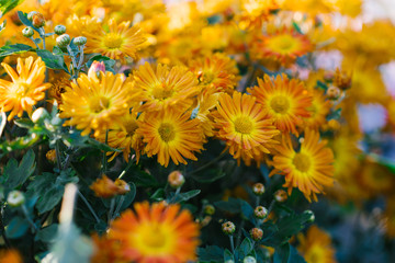 Bright beautiful orange chrysanthemum flowers that grows in the garden on a Sunny day