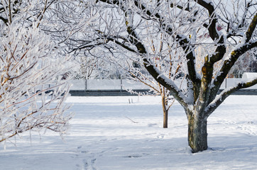 fruit trees in a snow covered garden
