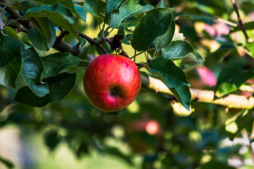 red apple on a tree