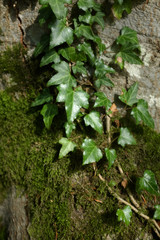Ivy leaves stretch along a tree trunk