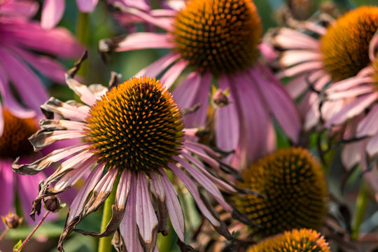 A Mass Of Pink Echinacea Flowers