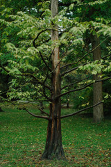 Fototapeta na wymiar Green tree trunk