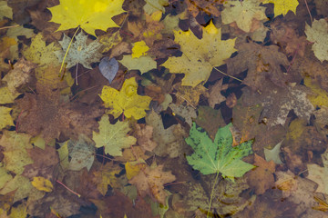Fallen leaves under water lie at the bottom of the fountain in autumn