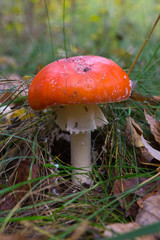 Lonely toadstool grows in grass in autumn