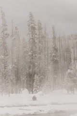 Beautiful winter scene with bison and bald eagles
