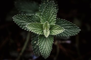 Green leafs