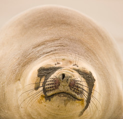 Elefante marino del sur (Mirounga leonina), Patagonia, Argentina