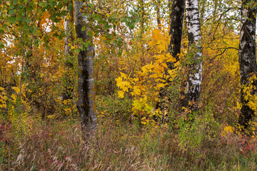 Fototapeta premium A number of trees autumn, yellow field, colored leaves. Rest Golden time
