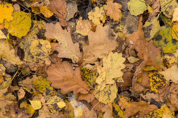 Autumn fall dry yellow brown dry leaves on ground in forest background