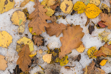 Yellow brown oak leaves on snow background. Autumn, fall, winter  concept