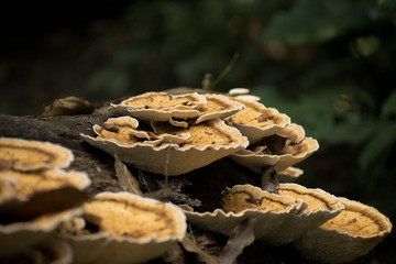 Fine textured mushrooms