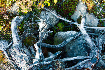 wild autumn forrest, roots of trees in mess background close up