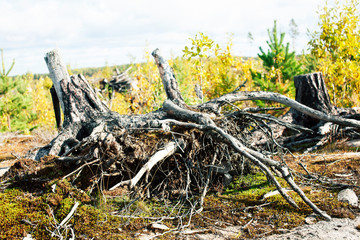 Fototapeta na wymiar wild autumn forrest, roots of trees in mess background close up