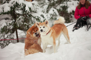 Portrait with a cute fluffy puppy. Winter walk with a dog.