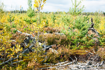 wild autumn forrest, roots of trees in mess background close up