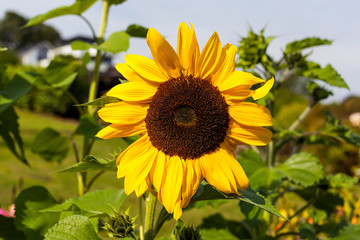 Close up of a sunflower