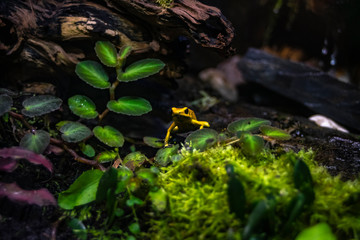 Liściołaz żółty Golden poison frog Phyllobates terribilis żółta trująca  żaba siedząca wśród liści konarów kory kamieni