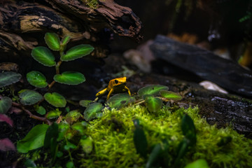 Liściołaz żółty Golden poison frog Phyllobates terribilis żółta trująca  żaba siedząca wśród liści konarów kory kamieni - obrazy, fototapety, plakaty