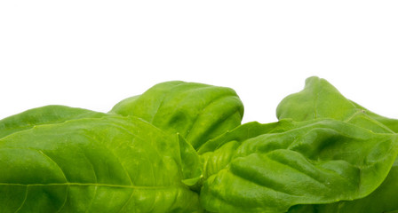 basil leaves on a white background macro photography