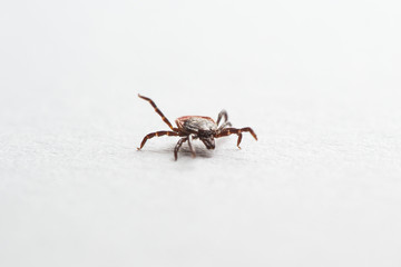 Wood tick, Ixodes ricinus, specimen - angled side view, isolated on white