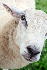 Close up of Sheep in the farm