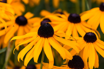 Bright yellow rudbeckia or Black Eyed Susan flowers