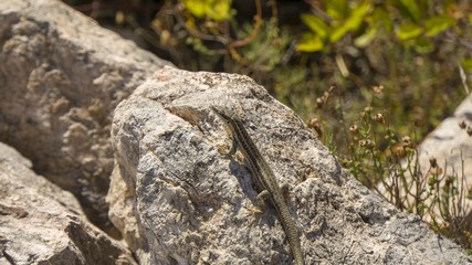 small lizard in green landscape at lake kozjak