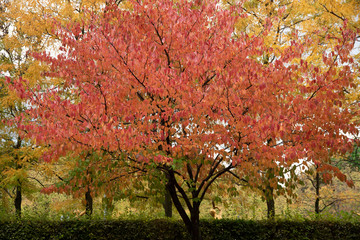 Autumn comes once more. The leaves of the trees imperceptibly mark with their presence the end of summer.