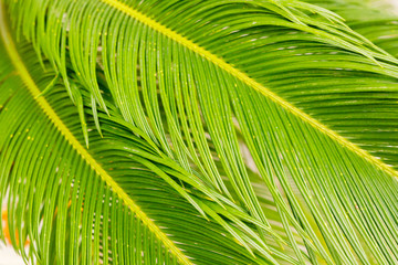 Naklejka na ściany i meble Close-up of sago palm leaves (Cycas revoluta), with glossy bright green foliage