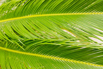 Fototapeta premium Close-up of sago palm leaves (Cycas revoluta), with glossy bright green foliage