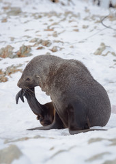 The Antarctic fur seal with opening mouth sitting on the snow, Argentine islands region, Galindez island, Antarctic.