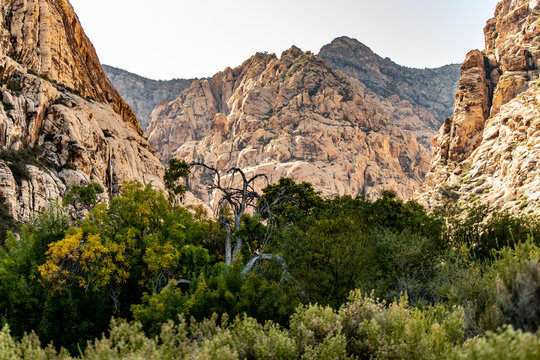 Beautiful view of famous Spring Mountain Ranch State Park near Las Vegas and Red Rock Canyon, Nevada during autumn with pink and red rock mountains, blue sky, green trees and grass, and purple hills