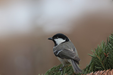 Naklejka premium Coal Tit looking around sitting on a branch of a spruce on a blurry green background ...