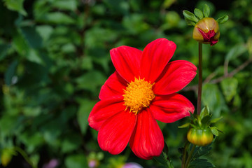 Flowers Dahlia "Jolly Fellows". Red flower dahlia. Flowers closeup. Selective focus.