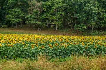 Sunflower field with woodlands