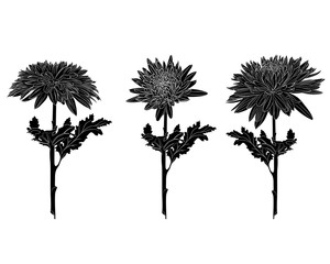 Black flowers set with white line isolated on white background. Floral elements in contour style with  Japanese national flower chrysanthemum for summer design and coloring book.
