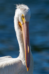 A portrait of an American White Pelican.