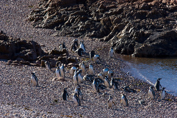 Obraz premium Pingüino de Magallanes (Spheniscus magellanicus), Patagonia, Argentina