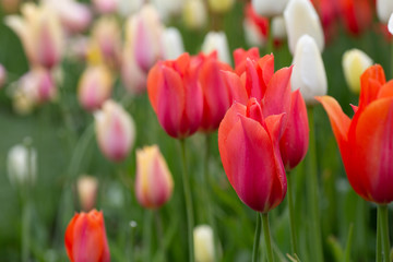 Tulips in Bloom 5