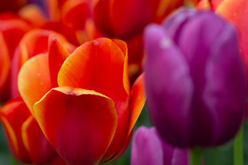 Macro Tulips