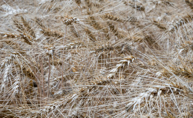 Rye bent its heavy stems under the weight of ripe grains.